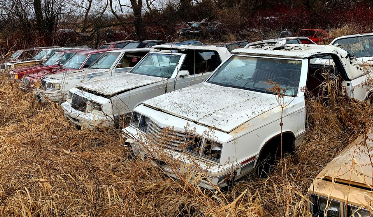 abandoned vehicles in a straw-filled junkyard